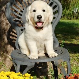 Golden Retriever Puppies from White Valley Goldens