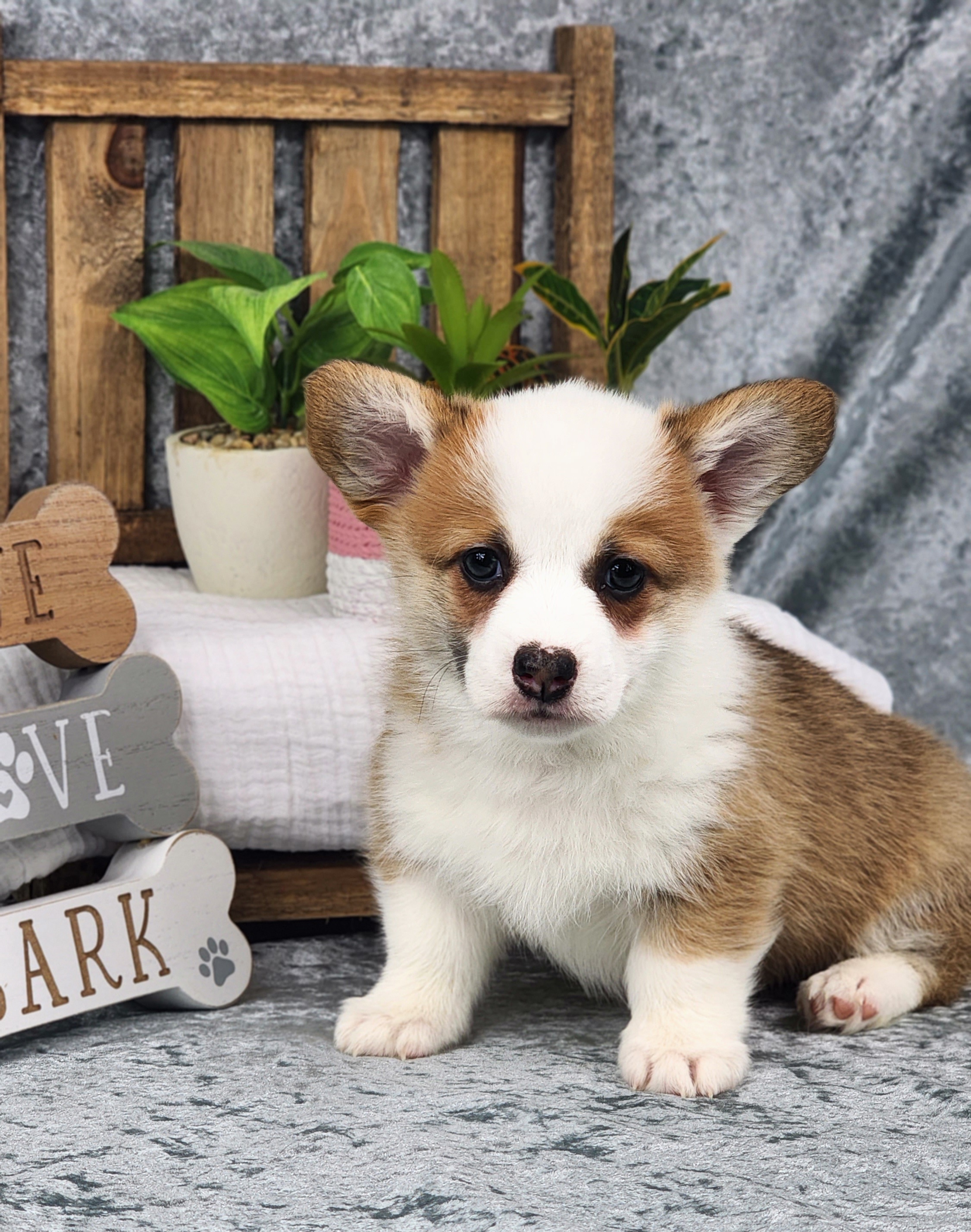 Pembroke Welsh Corgi Puppies from Hilltop Corgis