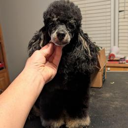 Bambi - Phantom male Poodle puppy in Magnolia, Texas from Celestial Jewels Poodles