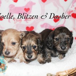 Dachshund Puppies from T-Dox Tessa's Dachshunds