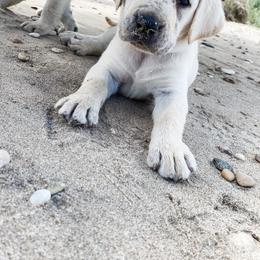 Labrador Retriever Puppies from Dancing Sky Labradors