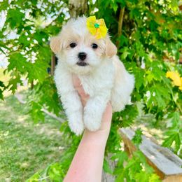Mal-Shi, Maltese, Maltipoo, and Poodle Puppies from Paw Perfect Pets