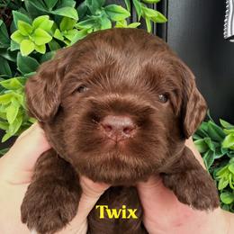 Twix - Chocolate male Australian Labradoodle puppy in Silver Spring, Maryland from Potomac Australian Labradoodles