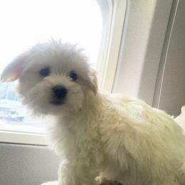 Coton de Tulear and Poodle Puppies from Legacy Pets