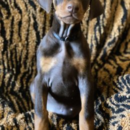 Doberman Pinscher Puppies from Love of Dobermans