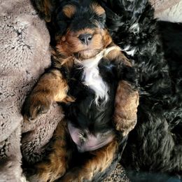 Bernedoodle Puppies from Big Butte Bernedoodles