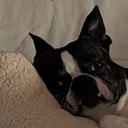 Boston Terriers from Whispering Willows