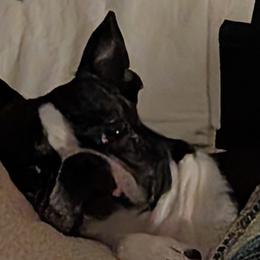 Boston Terriers from Whispering Willows
