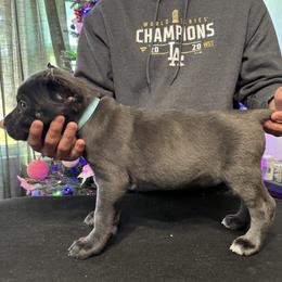 Teal - Gray female Cane Corso puppy in Norwalk, California from Gaxx Corsos