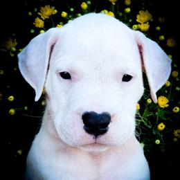 Girl 3 Gaia - White female Dogo Argentino puppy in San Diego, California from Debonair Dogos