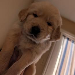 Green - Light golden male Golden Retriever puppy in Madison, Ohio from Heckmans English Cream Golden Retrievers