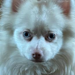 Katie Rose - White female Pomeranian puppy in Queen Anne's County, Maryland from La Belle Pomeranians