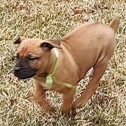 Green female - Red female Boerboel puppy in Rockford, Illinois from Adoraboerboels