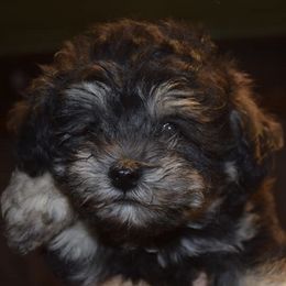 Miniature Schnauzers and Schnoodles from Angel Paw's Kennel