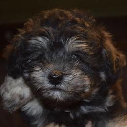 Miniature Schnauzers and Schnoodles from Angel Paw's Kennel