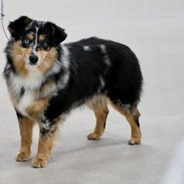 Jewel - Miniature Australian Shepherd
