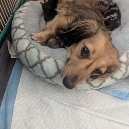 Dachshund Puppies from Sesame Doxies
