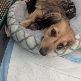 Dachshund Puppies from Sesame Doxies