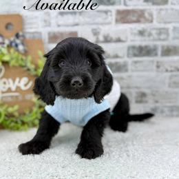 Lucas - Black male Goldendoodle puppy in Taylor, Michigan from Mi Best Doodle Ever, LLC