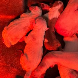 6 champion PUPS - White Bull Terrier puppy in Jasper, Indiana from Beautiful Bullies