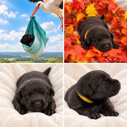 Yellow Collar Female, Spring - Black female Shiloh Shepherd puppy in Griffin, Georgia from Orchard Hills Shilohs