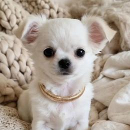 Girl1 - White female Chihuahua puppy in Alaska from Snowy Mountains Chihuahua