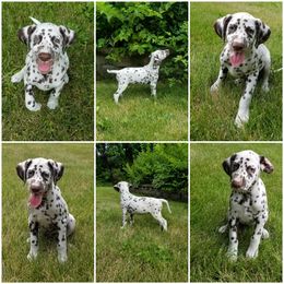 Dalmatian Puppies from Diamond D Dalmatians