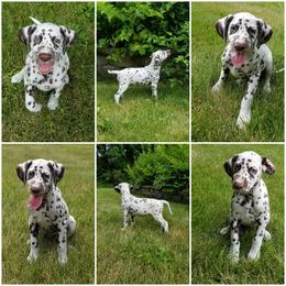 Dalmatian Puppies from Diamond D Dalmatians