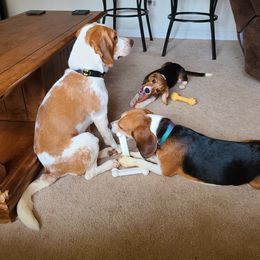 Beagles from Beagles on the Canal