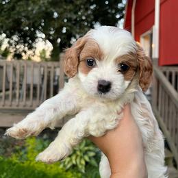 Chestnut - Blenheim male Cavapoo puppy in Bloomfield, New York from Campbell Cavapoos