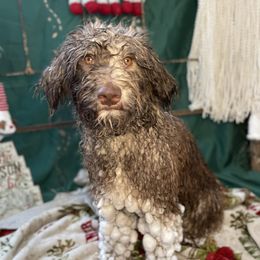 Bernedoodles and Saint Berdoodles from Remington Kennels, LLC