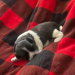 Precious - Black and white female Shih Tzu puppy in Melbourne, Florida from Sassy Shih Tzu Puppies