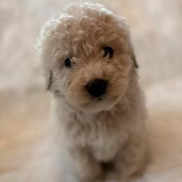 Chandler - Cream male Aussiedoodle puppy in Orleans, Indiana from Mae Blossom Puppies