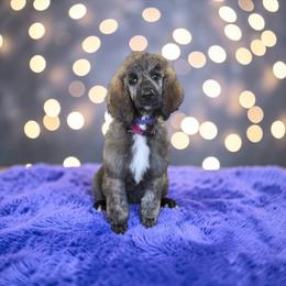 Laney - Sable female Poodle puppy in Port Orange, Florida from Daytona’s Standard Poodles