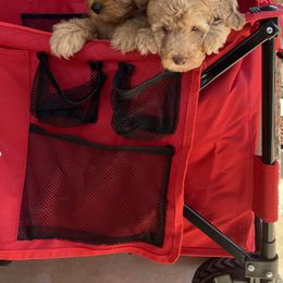 Goldendoodle and Poodle Puppies from Duffey’s IncrediDoodles