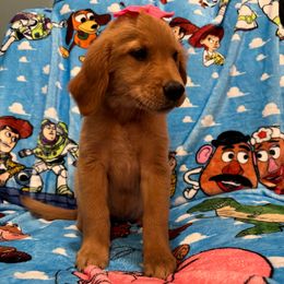 Bo Peep:Pink Collar - Dark golden female Golden Retriever puppy in Monterey, Tennessee from Lawson’s Green Acres Goldens and Mini Dachshunds