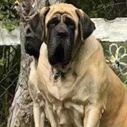 DANIA - Mastiff