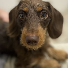 Dachshunds from Darlin Doxins