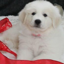 Great Pyrenees Puppies from Imac Great Pyrenees