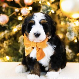 Rachel - Black tri-color female Aussiedoodle puppy in Diamond Bar, California from Furrytaildoodles