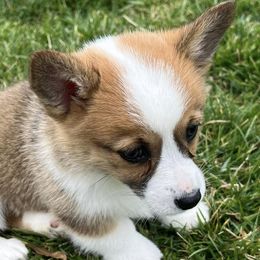 Pembroke Welsh Corgis from Remus and Tonks