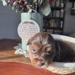Rowan - Chocolate and tan male Yorkshire Terrier puppy in Dickson, Tennessee from Rowan's Rascals