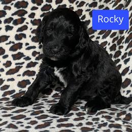 Rocky - Black and white male Bernedoodle puppy in Battle Creek, Michigan from T-Rose’s Bernedoodle & Pomsky Puppies