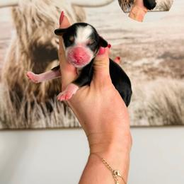 Lou - Tri-color male Bernedoodle puppy in Wamego, Kansas from Doodles of Oz