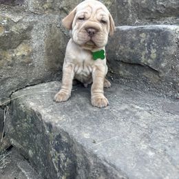 Chinese Shar-Pei, Cocker Spaniel, and Companion Cross Puppies from Mini Hippo Land