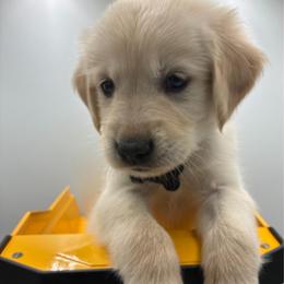 (Black Collar) - Golden male Golden Retriever puppy in Tyler, Texas from Cedar Hollow Retrievers