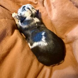 Vendetta - Blue merle male Toy Australian Shepherd puppy in Medical Lake, Washington from MAS Gone Rogue