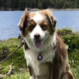 Aussiedoodles and Miniature Australian Shepherds from Lazy T9 Ranch