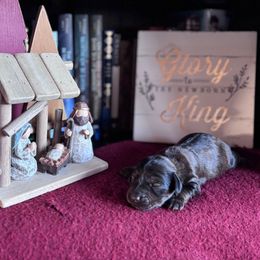 Sir George - Brindle male Dachshund puppy in Mc Alester, Oklahoma from A Anchor Farm