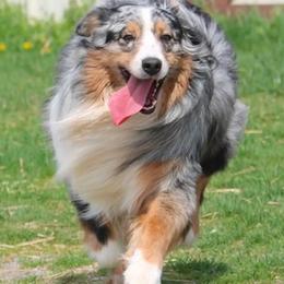 Caspian - Australian Shepherd